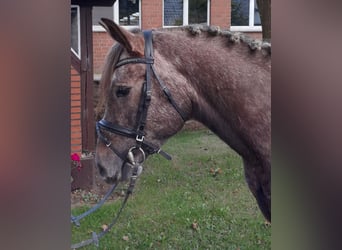 Andra raser, Valack, 4 år, 143 cm, Grå-röd-brun