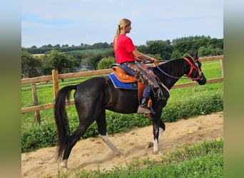 Andra raser, Valack, 4 år, 153 cm, Pinto