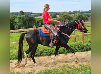 Andra raser, Valack, 4 år, 153 cm, Pinto