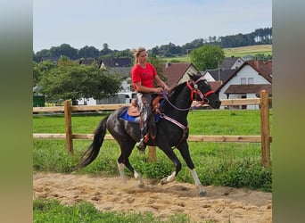 Andra raser, Valack, 4 år, 153 cm, Pinto