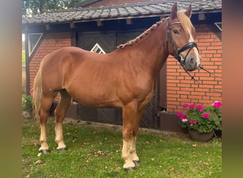 Andra raser, Valack, 4 år, 155 cm, fux