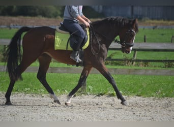 Andra raser, Valack, 4 år, 160 cm, Brun