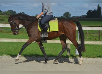 Andra raser, Valack, 4 år, 160 cm, Brun