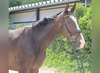 Andra raser, Valack, 4 år, 165 cm, Rökfärgad svart