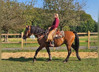 Andra raser, Valack, 5 år, 156 cm, Brun