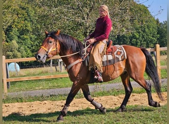 Andra raser, Valack, 5 år, 156 cm, Brun