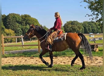 Andra raser, Valack, 5 år, 156 cm, Brun