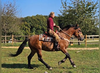 Andra raser, Valack, 5 år, 156 cm, Brun