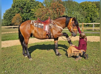 Andra raser, Valack, 5 år, 156 cm, Brun