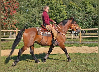 Andra raser, Valack, 5 år, 156 cm, Brun