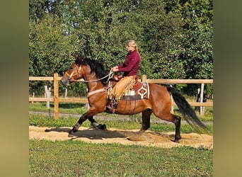 Andra raser, Valack, 5 år, 156 cm, Brun