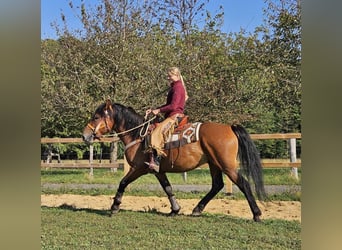 Andra raser, Valack, 5 år, 156 cm, Brun