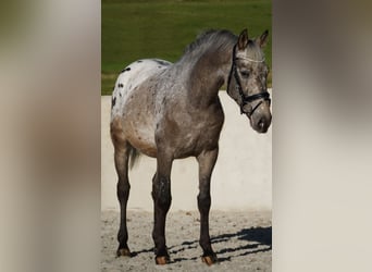 Sonstige Rassen, Wallach, 5 Jahre, 160 cm, Tigerschecke