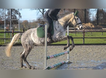 Andra raser, Valack, 5 år, 161 cm, Grå