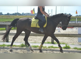 Andra raser, Valack, 5 år, 163 cm, Svart