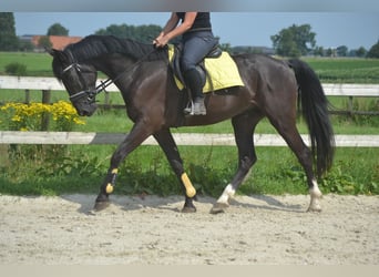 Andra raser, Valack, 5 år, 163 cm, Svart