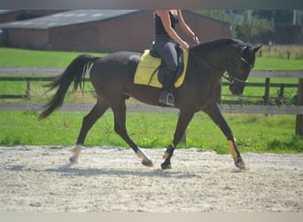 Andra raser, Valack, 5 år, 163 cm, Svart