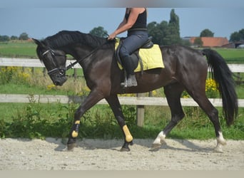 Andra raser, Valack, 5 år, 163 cm, Svart