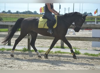 Andra raser, Valack, 5 år, 163 cm, Svart