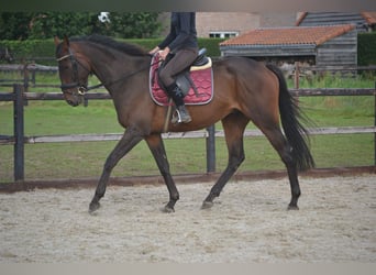 Andra raser, Valack, 5 år, 165 cm, Brun