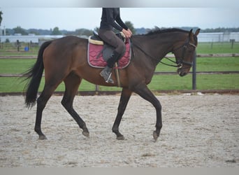 Andra raser, Valack, 5 år, 165 cm, Brun