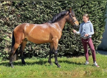 Andra raser Blandning, Valack, 6 år, 144 cm, Mörkbrun