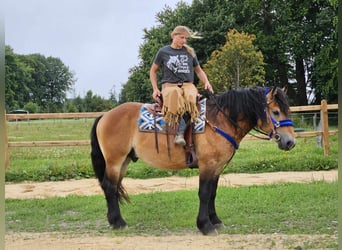 Andra raser, Valack, 6 år, 155 cm, Brun