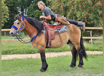 Andra raser, Valack, 6 år, 155 cm, Brun