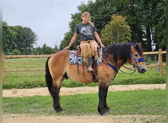 Andra raser, Valack, 6 år, 155 cm, Brun