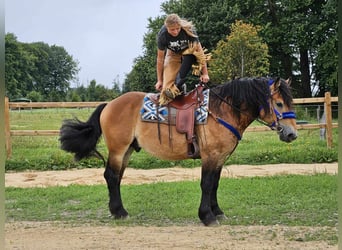 Andra raser, Valack, 6 år, 155 cm, Brun