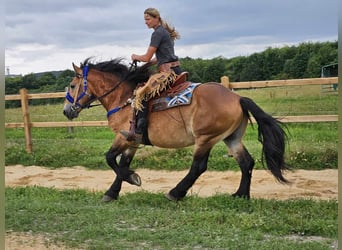 Andra raser, Valack, 6 år, 155 cm, Brun