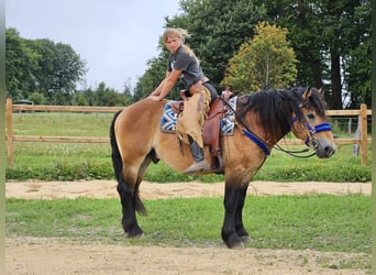 Andra raser, Valack, 6 år, 155 cm, Brun