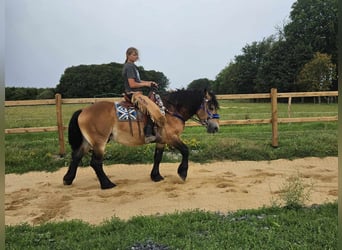 Andra raser, Valack, 6 år, 155 cm, Brun