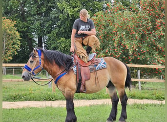 Andra raser, Valack, 6 år, 155 cm, Brun