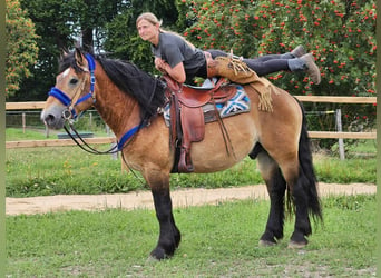 Andra raser, Valack, 6 år, 155 cm, Brun