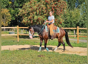 Andra raser, Valack, 6 år, 158 cm, Brun