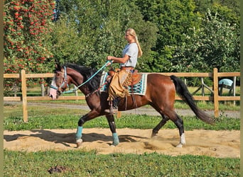 Andra raser, Valack, 6 år, 158 cm, Brun