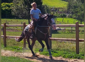 Andra raser, Valack, 6 år, 158 cm, Brun