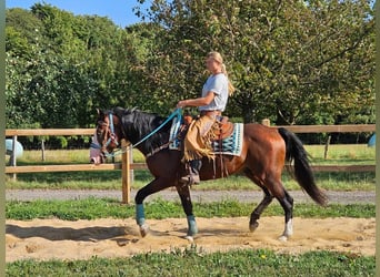 Andra raser, Valack, 6 år, 158 cm, Brun