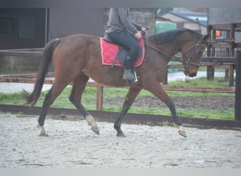 Andra raser, Valack, 6 år, 162 cm, Brun