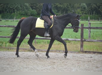 Andra raser, Valack, 7 år, 165 cm, Rökfärgad svart