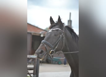 Andra raser, Valack, 7 år, 165 cm, Rökfärgad svart