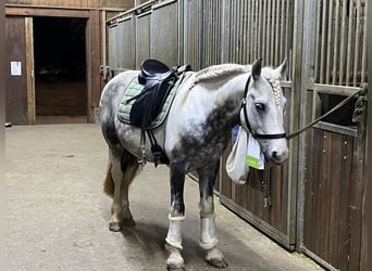 Andra raser, Valack, 8 år, 142 cm, Pinto