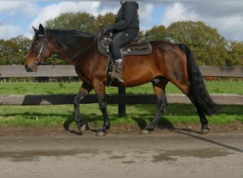 Andra raser, Valack, 8 år, 149 cm, Brun