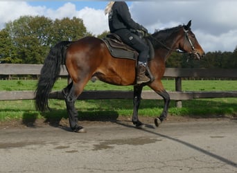 Andra raser, Valack, 8 år, 149 cm, Brun