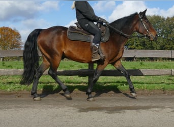 Andra raser, Valack, 8 år, 149 cm, Brun