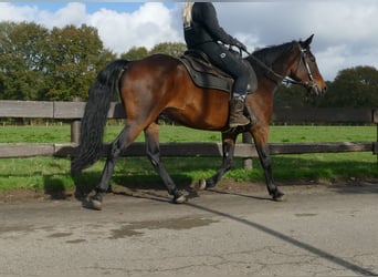 Andra raser, Valack, 8 år, 149 cm, Brun