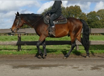 Andra raser, Valack, 8 år, 149 cm, Brun