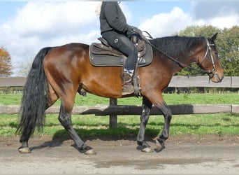 Andra raser, Valack, 8 år, 149 cm, Brun