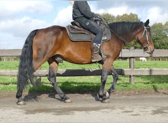 Andra raser, Valack, 8 år, 149 cm, Brun